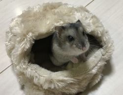 ジャンガリアンハウス4.jpg