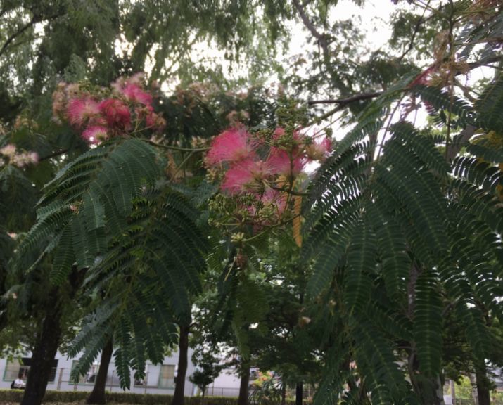 綿毛のようなピンクの花 うれしがり 楽しがり 幸せ増殖計画