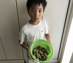 ミョウガ2.jpg