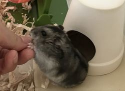 リンちゃん週1の世話1.jpg